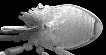 Media type: image;   Invertebrate Zoology 134690